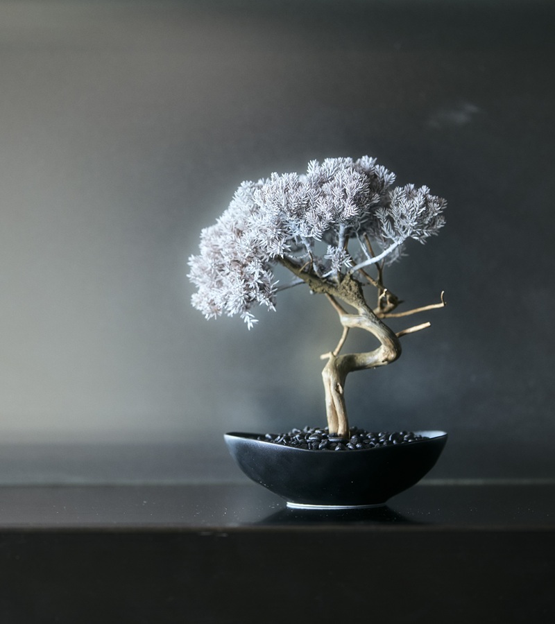 [Exhibition]WITHERS TAIZAN BONSAI