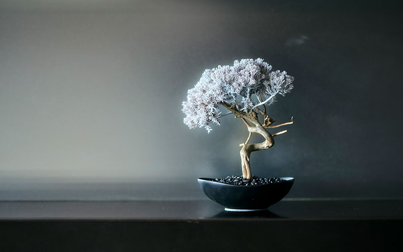 WITHERS TAIZAN BONSAI
